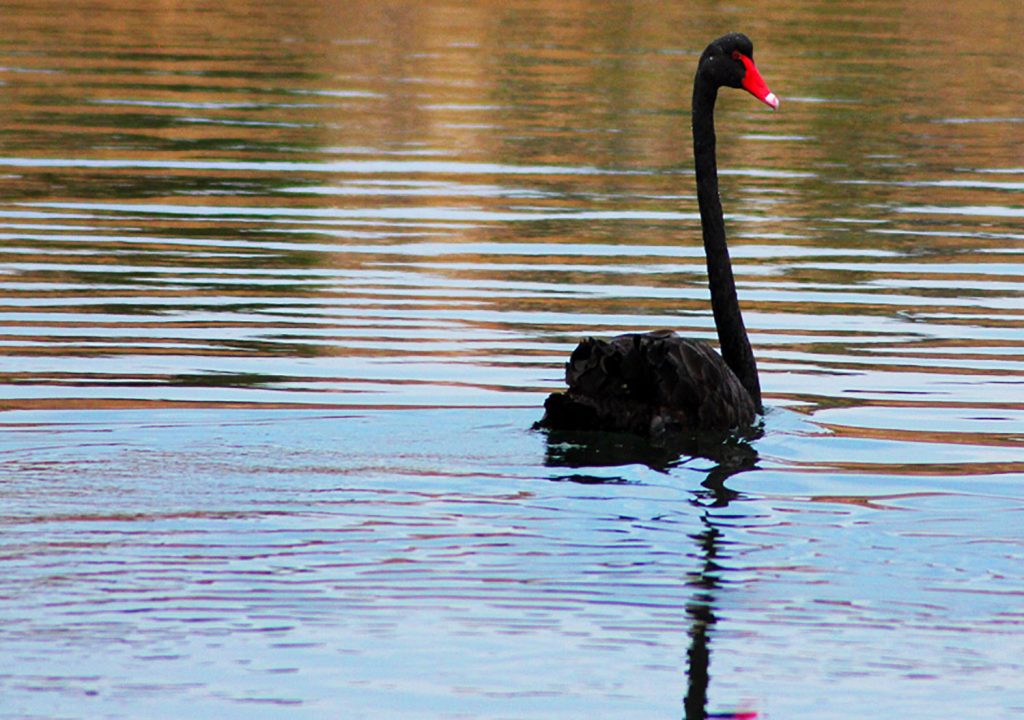 Black Swan - Australia by les Haines edited